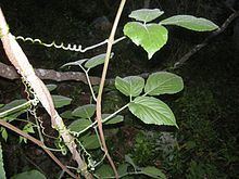 Cayratia acris httpsuploadwikimediaorgwikipediacommonsthu