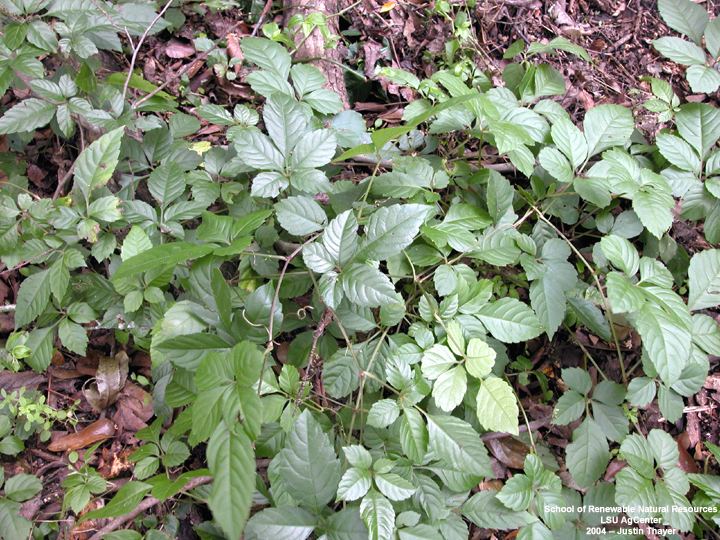 Cayratia japonica Louisiana Plant ID Cayratia japonica bushkiller