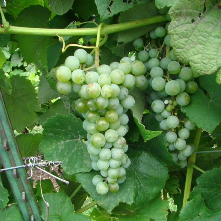 Cayuga White Buy Cayuga White Grape Vines For Sale Double A Vineyards