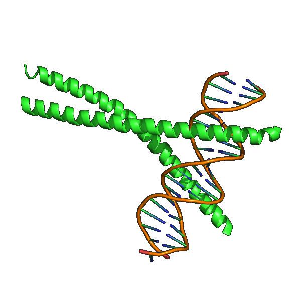Ccaat-enhancer-binding proteins