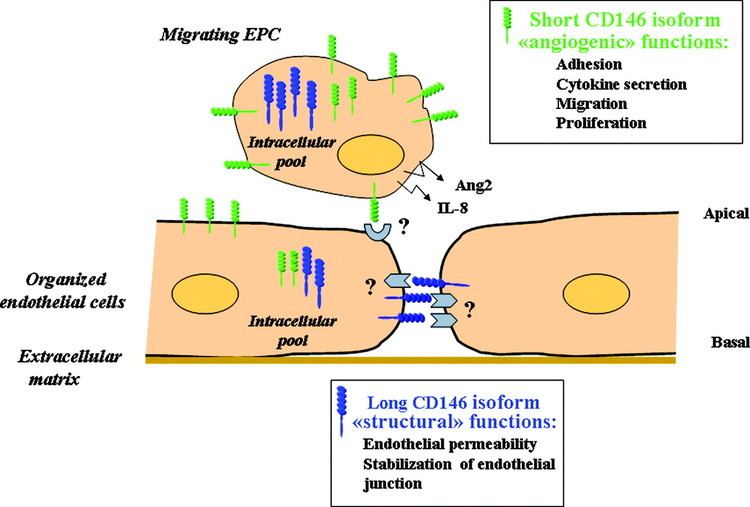 CD146 circresahajournalsorgcontentcircresaha10716