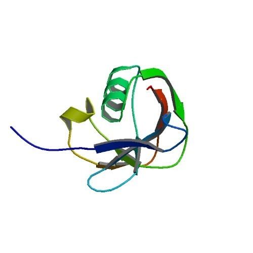 CD5 (protein)