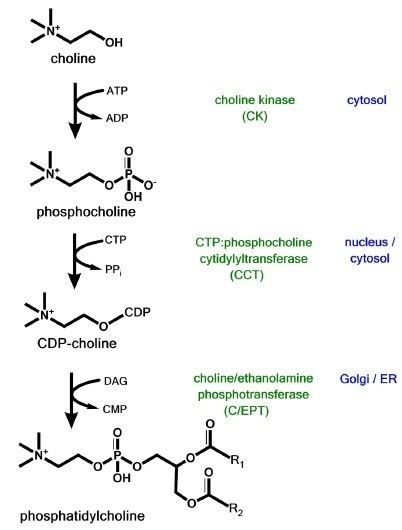 CDP-choline pathway