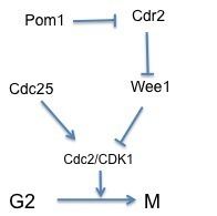 Cdr2 (S. pombe)