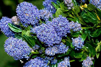 Ceanothus RHS advice amp tips on garden amp indoor plants Plant finder