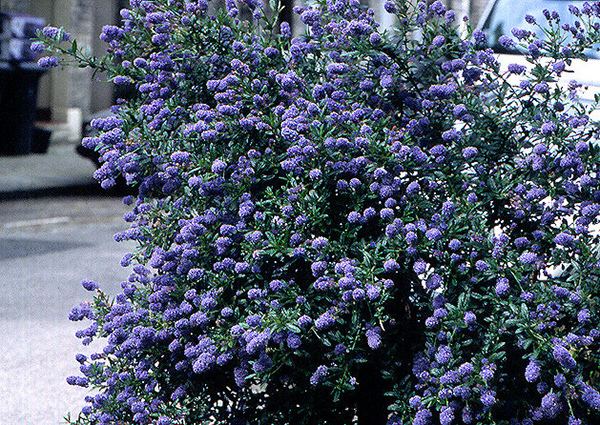 Ceanothus Buy Californian lilac Ceanothus 39Skylark39 Delivery by Crocus