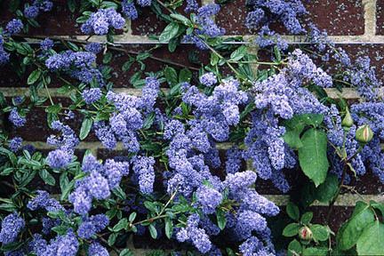 Ceanothus CeanothusRHS Gardening