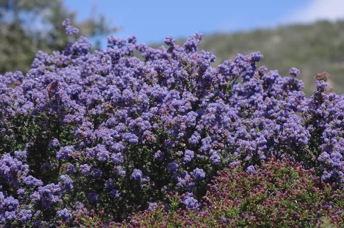 Ceanothus California Lilac Ceanothus