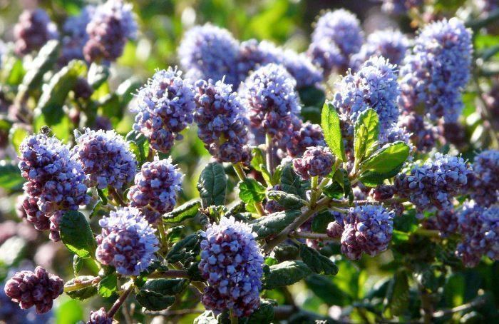 Ceanothus California Lilac Ceanothus