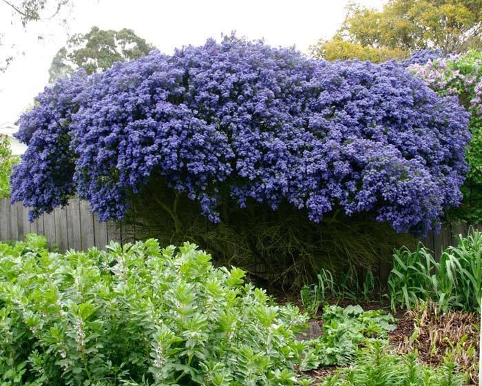 Ceanothus GardensOnline Ceanothus concha