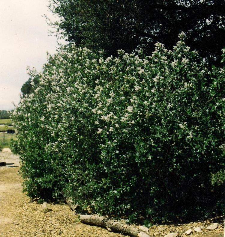 Ceanothus arboreus Ceanothus arboreus Tree Lilac