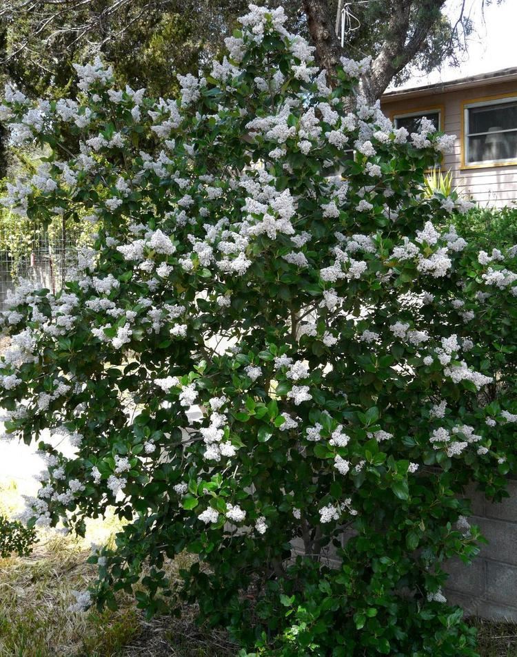 Ceanothus arboreus Ceanothus arboreus Tree Lilac