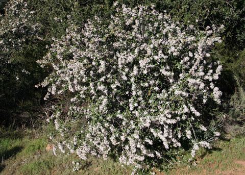 Ceanothus crassifolius Hoaryleaved Ceanothus Ceanothus crassifolius