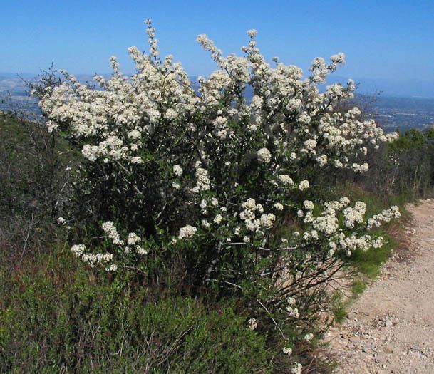 Ceanothus crassifolius Wildflowers NPS SAMO NRA Ceanothus crassifolius var