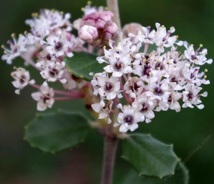 Ceanothus crassifolius Ceanothus crassifolius Hoaryleaved Ceanothus