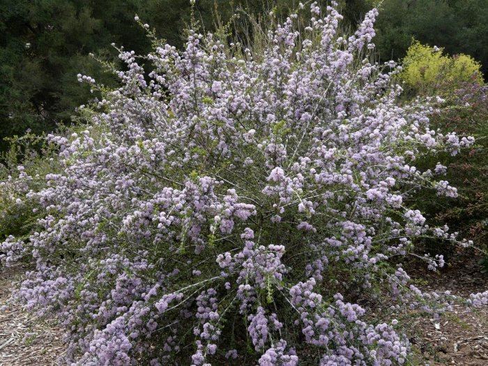 Ceanothus cuneatus Ceanothus cuneatus Sierra mt lilac Sierra Buckbrush