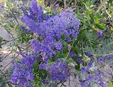 Ceanothus cyaneus wwwlaspilitascomimagesgrid241811813imagesp