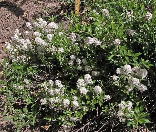 Ceanothus fendleri Southwest Colorado Wildflowers Ceanothus fendleri