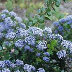 Ceanothus gloriosus Ceanothus gloriosus 39Anchor Bay39 at San Marcos Growers