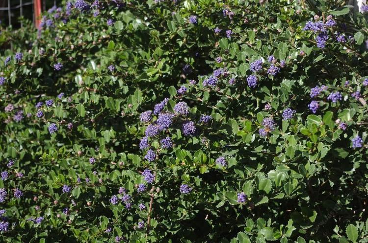 Ceanothus gloriosus Ceanothus gloriosus Hearts Desire Mountain Lilac