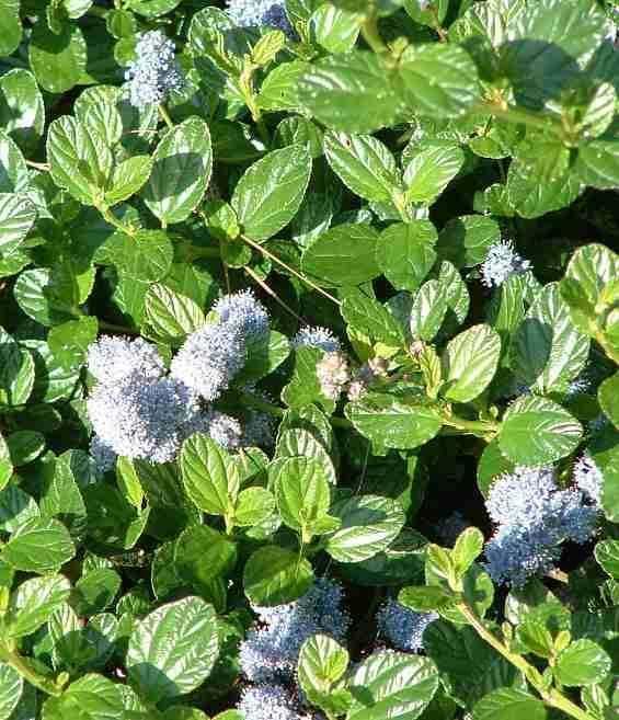 Ceanothus griseus Ceanothus griseus horizontalis Yankee Point Carmel Mountain Lilac