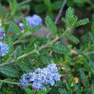 Ceanothus hearstiorum Ceanothus hearstiorum at San Marcos Growers
