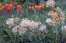 Ceanothus herbaceus httpsuploadwikimediaorgwikipediacommonsthu