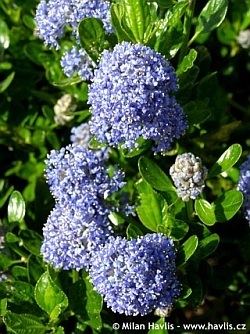 Ceanothus impressus Ceanothus impressus Victoria Aboutgardencom