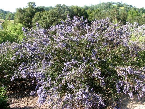 Ceanothus impressus Ceanothus impressus nipomensis Arroyo Grande Lilac