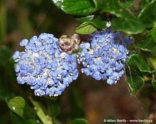 Ceanothus impressus Ceanothus impressus Victoria Aboutgardencom