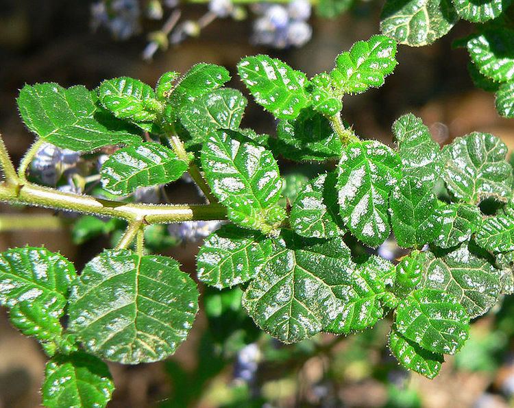 Ceanothus impressus Ceanothus impressus Santa Barbara Ceanothus PFAF Plant Database