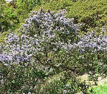 Ceanothus impressus httpsuploadwikimediaorgwikipediacommonsthu