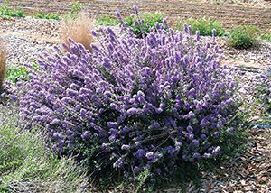 Ceanothus maritimus Ceanothus maritimus 39Valley Violet39 Valley Violet ceanothus from