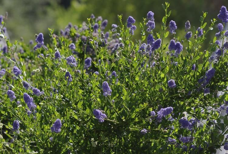 Ceanothus thyrsiflorus Ceanothus thyrsiflorus Skylark Blue Mountain Lilac