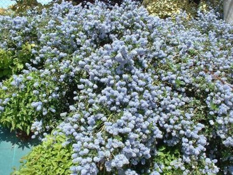 Ceanothus thyrsiflorus Ceanothus thyrsiflorus var repens Ceanothus thyrsiflorus var