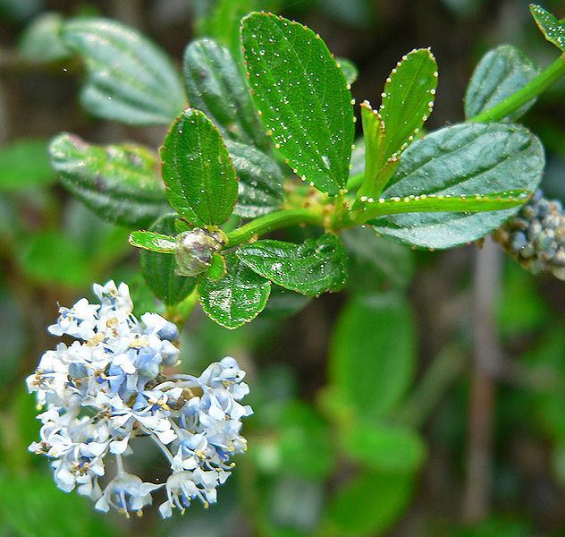 Ceanothus thyrsiflorus Ceanothus thyrsiflorus Blue Brush Blueblossom PFAF Plant Database