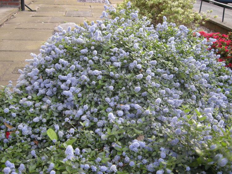 Ceanothus thyrsiflorus Ceanothus thyrsiflorus var repens landscape architect39s pages