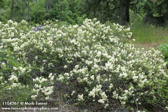Ceanothus velutinus Ceanothus velutinus Snowbrush Wildflowers of the Pacific Northwest