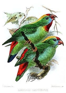 Cebu hanging parrot httpsuploadwikimediaorgwikipediacommonsthu