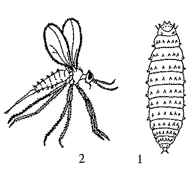 Cecidomyiidae Cecidomyiidae