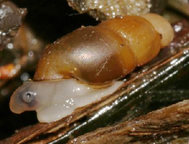 Cecina (gastropod)