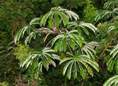 Cecropia obtusifolia Cecropia obtusifolia Trumpet Tree Guarumo Hawaiian Plants and