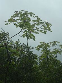 Cecropia obtusifolia httpsuploadwikimediaorgwikipediacommonsthu