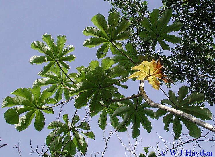 Cecropia obtusifolia cecropia obtusifolia