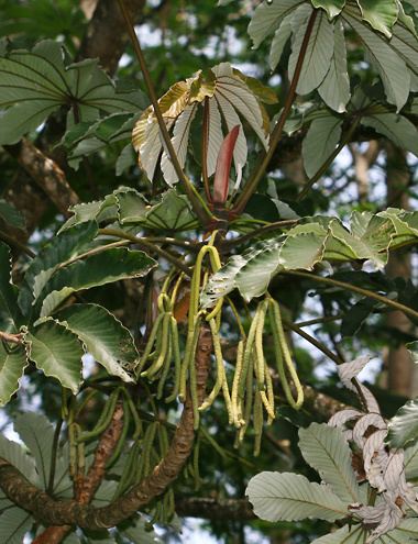 Cecropia obtusifolia Cecropia obtusifolia Trumpet Tree Guarumo Hawaiian Plants and