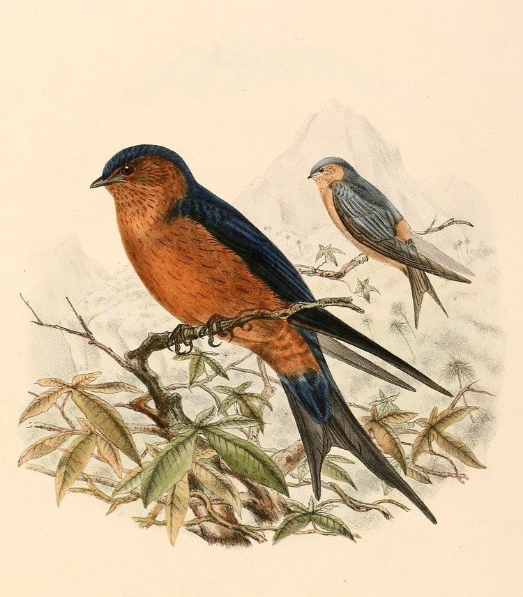 Cecropis Birds of the genus Cecropis Hotspot Birding