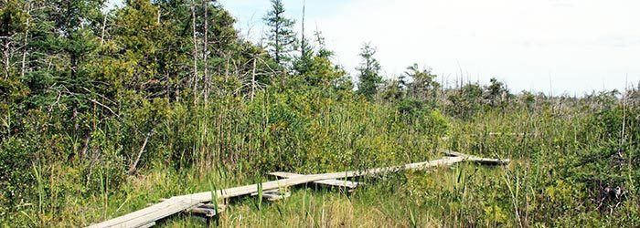 Cedarburg Bog Cedarburg Bog Field Station