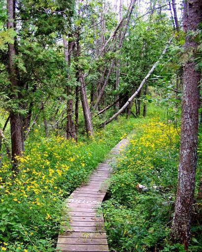 Cedarburg Bog Events Friends of Cedarburg Bog