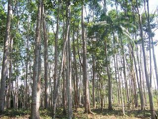 Cedrelinga cateniformis Bosques de Ucayali Plantaciones puras de quottornilloquot Cedrelinga