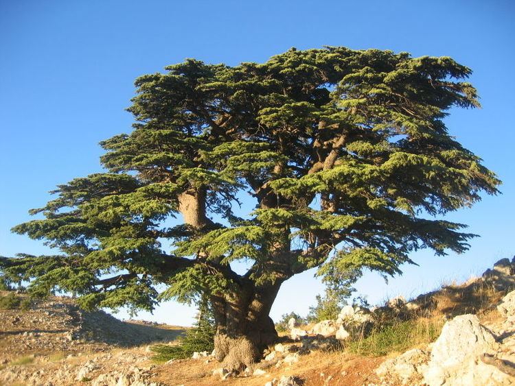 Cedrus Alchetron The Free Social Encyclopedia